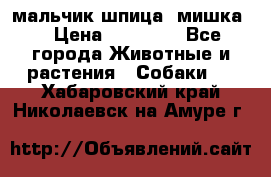 мальчик шпица (мишка) › Цена ­ 55 000 - Все города Животные и растения » Собаки   . Хабаровский край,Николаевск-на-Амуре г.
